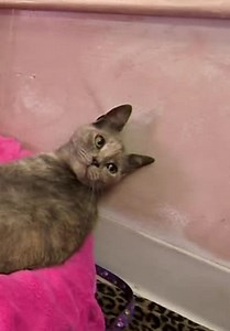 Too Cute! S02:E10 - Curious Kittens