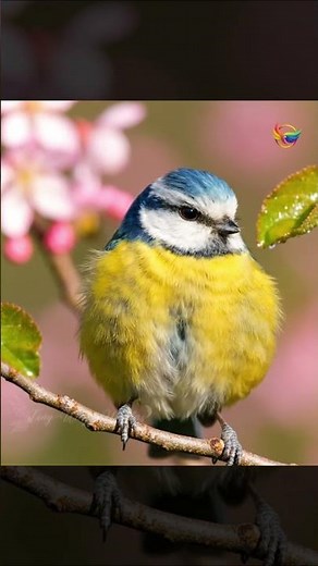 Blue Tit’s Call – Soothing Sounds of Spring Nature