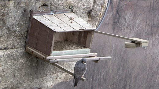 Peregrine Falcon Cam - Live Video from Great Spirit Bluffs | Explore.org