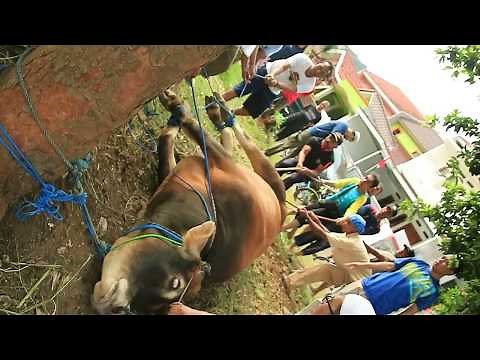 Teknik menjatuhkan sapi untuk dipotong