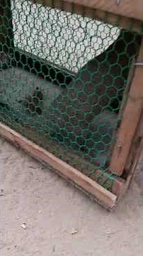 DIY mongoose trap