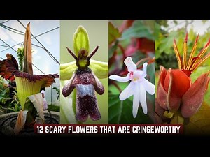 12 Scary Flowers That Are Cringeworthy