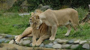 Book tickets for San Francisco Zoo
