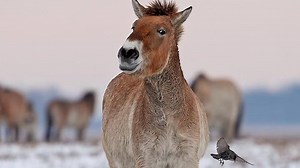 Jön a leglátványosabb magyar természetfilm folytatása