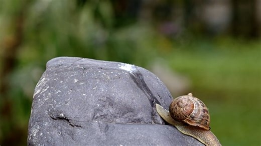 Clams, Shells, Fish, Sea, Sand