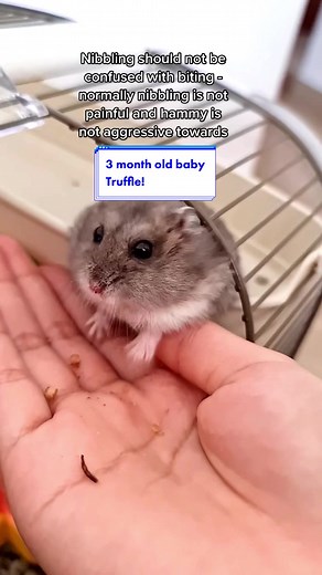 Baby Truffle Hamster: Cute Moments and Important Tips for Hamster Owners