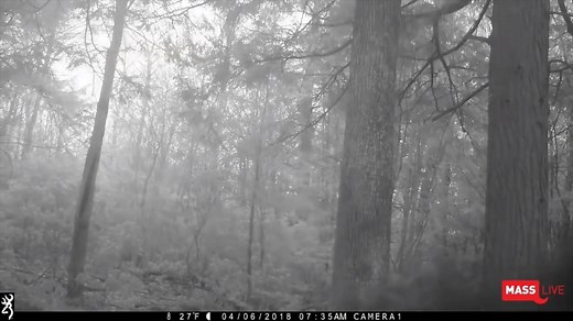 6.5K views · 97 reactions | A black bear got ahold of a trail cam set up in the woods of Westhampton, Massachusetts by The Republican's George Graham. Read more here: https://bit.ly/2qldPMM | MassLive | Facebook