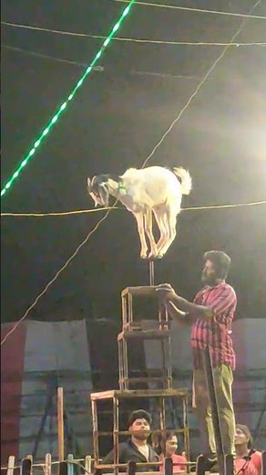 Goat doing circus