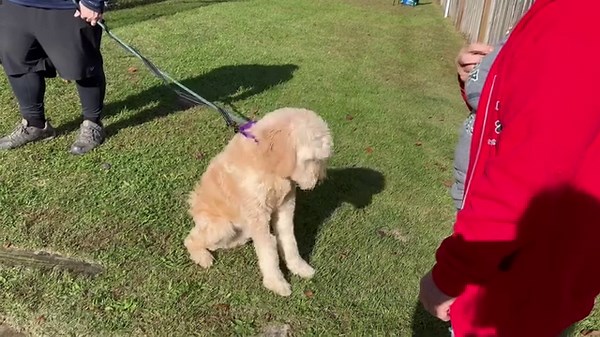 2.4K views · 72 reactions | OK, goldendoodle lovers we know you’re...