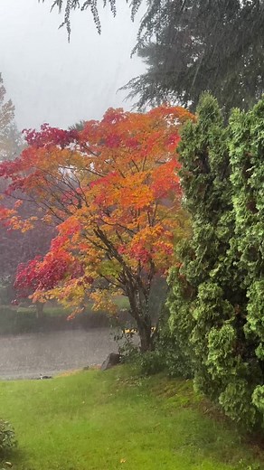 Seattle Rain #rainydayvibes #autumn #seattle | Seattle Travel Insider