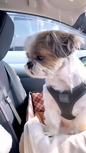 5.3K views · 768 reactions | Mom… where are you? I feel sleepy | My shih tzu | Facebook