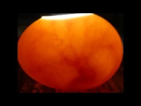 Awesome Look Inside 13 Day Incubated Duck Eggs
