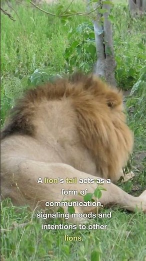 lion's tail #tiger #shortsviral #animals #youtubeshorts #trendingshorts #viral #facts #viral #reel