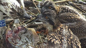 Bore da Some beautiful moving pictures from the nest this morning... | Dyfi Osprey Project