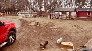 A Bentley body check and Bob bringing up the rear in Adventures with Tinsel. 🐽 | SoulSpace Farm Sanctuary