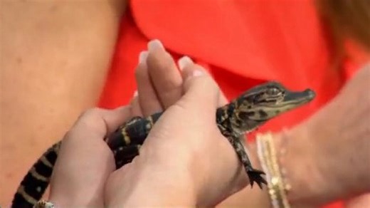 National Wildlife Day with Gatorland in Orlando