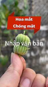 11K views · 58 reactions | Hoa mắt- chóng mặt. #hoamat #chongmat #daudau #matngu #thaoduocdantoc #cosinhthaoduoccaolan | Âu Thị Sinh | Facebook