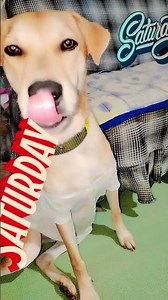 parang Bata lng Kung mkaupo😊#shortvideo#lovely#pets#cute#skippy