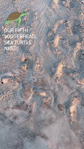 🐢Our fifth Loggerhead Sea Turtle nest! #Mayport #Beach #SeaTurtle #USNavy #LoggerheadSeaTurtle #NestingSeason #Florida #JacksonvilleFlorida | Naval Station Mayport