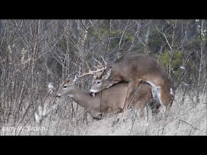Whitetail Rut Breeding