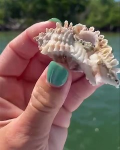 58 reactions | It’s a Freaky Lace murex shell. The Lace is one of...