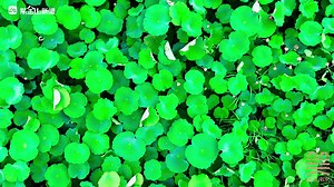 Xi Geng Lotus Township in Pukou District of #Nanjing has about 9,000 mu (6,000,030 square meters) of lotus flowers. At present, more than 600 kinds of #lotus and 200 kinds of #waterlilies are in full bloom, adding a cool touch to the hot weather. #beautiful #nature | iNanjing