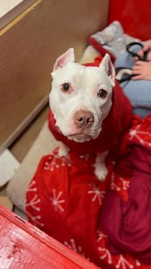 4.5K views · 313 reactions | Alice is kicking off the day as our official reindeer kisser and she is not messing around. This girl already has people totally gushing over her and she is soaking it all in. She cannot wait to meet everyone who stops by today and welcome you with the biggest sweetest kiss. Swing by and love on Alice until 5 this evening. Want to learn more about her or fill out an application https://www.mopitbullrescue.org/princess-alice | Missouri Pit Bull Rescue | Facebook