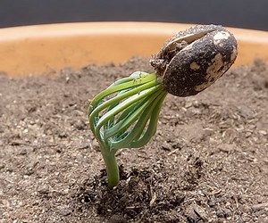 From Pine Cone to Pine Tree: A Time-Lapse Video