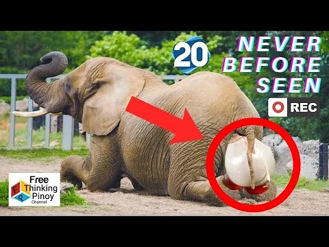 20 EXTREME ANIMALS GIVING BIRTH | Ganito Pala Manganak ang mga Hayop