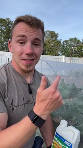 Protect your cabbages, broccoli, cauliflower, and kale for unwanted pests. 🐛 🥬 Brassica, family plants and pets go #gardens #flowerphotography #gardener #design #instagram #photo #bhfyp #gardenlove #flores #organic #homedecor #picoftheday #travel #architecture #growyourown #plantas #cactus #landscaping #succulents #trees #plantsmakepeoplehappy #dg #growyourownfood #giardino #gardensofinstagram #tree #flowerpower #instagarden #beauty #homegrown | Weird and Wonderful Things