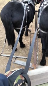 Clearly my horses have shut down ! Clearly cause they ain’t halter pulling or freaking out over a bag or doing all things that UNTRAINED horses do ffs | Neil Dimmock