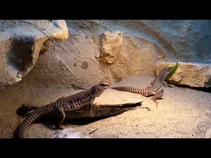 Desert iguana feeding