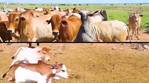 Video courtesy Sharawe Adano | Angaaf Radio Kenya