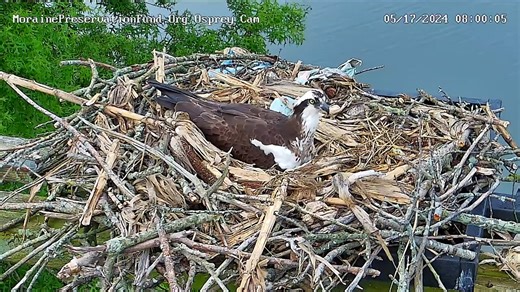 3.4K views · 124 reactions | Be sure to watch the MorainePreservationFund.Org osprey nest at Moraine State Park in Butler County, PA today. We are looking for a PIP on the first egg of three. Watch the Morain Osprey nest live here: https://pixcams.com/moraine-osprey-cam/ #osprey #birdnest #livenest #birds #livestream | PixCams | Facebook