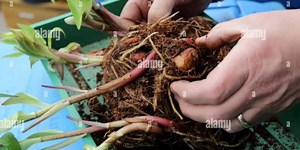 18 reactions | Lilium bulb propagation through scaling. | Zaraat Naama Gilgit Baltistan زراعت نامہ گلگت بلتستان۔ | Facebook