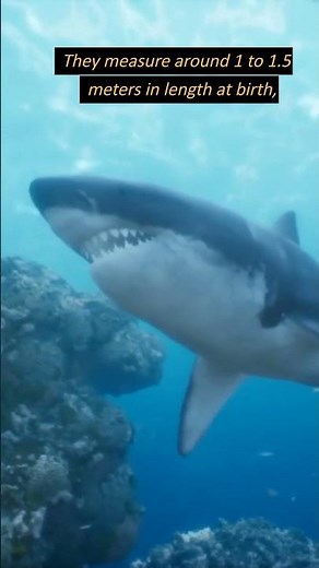 How Big are Baby Great White Sharks When They Are Born? #shorts #sharks #babysharks #shortsfeed