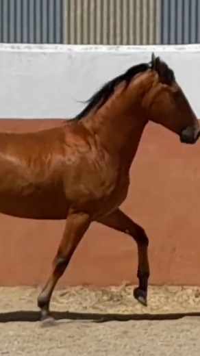 This beautiful horse has a very friendly character. His origins both quarter horse and thoroughbred Lusitanian are of extraordinary value, being great-grandson of the famous quarter horse "QUINARIUS CHANCE" by paternal line and great-grandson of the Veigas "PENINSULAR" and "NILO" by the maternal line. This genetics combined with their movements make JALISCO, a horse with a very important future for several disciplines. 😍🐎 ▶ https://www.ehorses.com/azteca-stallion-4years-15-3-hh-bay-working-equ