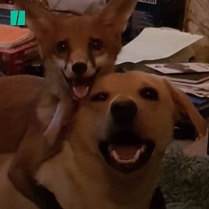 Meet Vixey, the abandoned fox cub who became a family pet 🦊 | HuffPost UK
