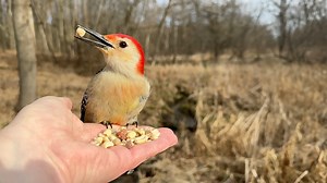 5K views · 820 reactions | A male Red-bellied Woodpecker, a Black-capped Chickadee, a female Downy Woodpecker, and a couple of Tufted Titmice visit the Hand of Snacks. | Jocelyn Anderson Photography | Facebook