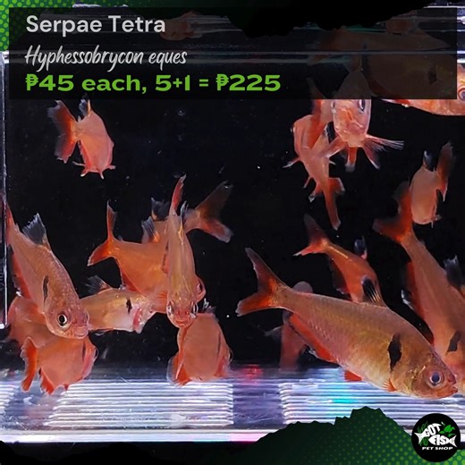 SERPAE TETRA | Got Fish | Facebook