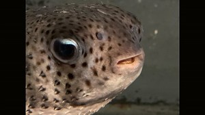 Cold-Stunned Fish Warming up to Seaworld Rescuers