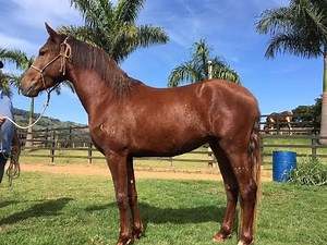 MOSTRANDO TODOS OS CAVALOS DO SÍTIO!!