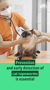 Could your cat have intestinal tapeworms? Look out for these signs! ...