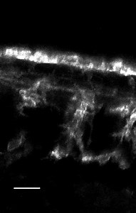 File:A-Src-Tks5-Pathway-Is-Required-for-Neural-Crest-Cell-Migration-during-Embryonic-Development-pone.0022499.s006.ogv - Wikimedia Commons