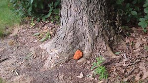 3 comments | Week 5! West Oaks Park is our 5th park to be showcased with a temporary track and other fun activities for all to use. When you visit this park, take a video or picture and tag us or use our hashtag, #ERPRoutdoors | Elk River Parks and Recreation | Facebook