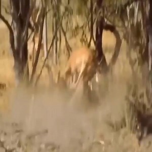 The leopard was defeated when the baboons saved the gazelle | Predatory Animals