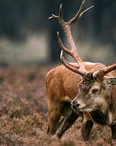 Edelhert in Drenthe: vijf vragen