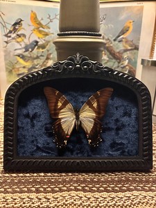 Serville Swordtail Butterfly | (eurytides Serville) | Oddities and Curiosities | Handmade Art | Curio Cabinet - Etsy