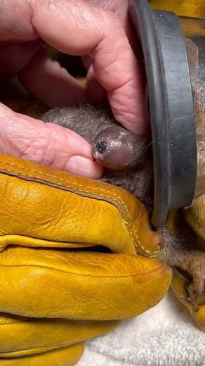 Squirrel Botfly Infestation: Understanding Cuterebra Parasites