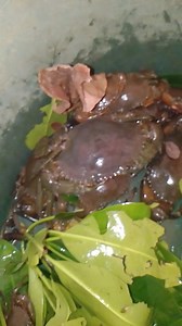 Ang laki #alimango | Twenzjay Caballero